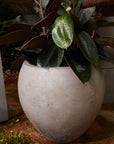 Newport Pot