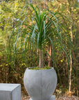 Newport Pot