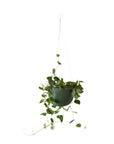Clifton Hanging Pot