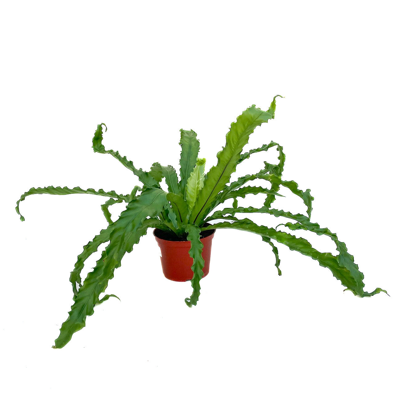 osaka bird's nest fern Asplenium antiquum 'Osaka'