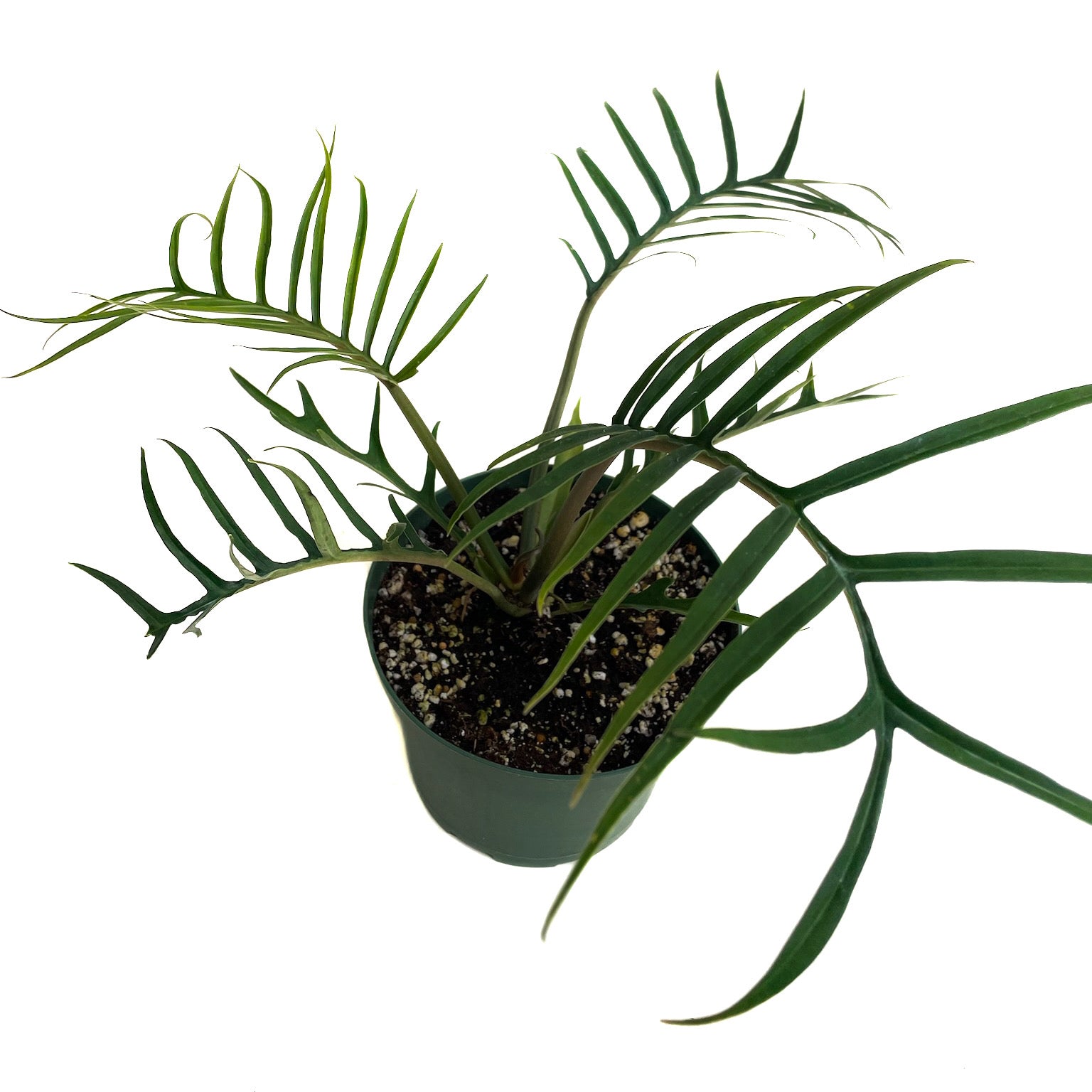 philodendron tortum wide form Philodendron tortum