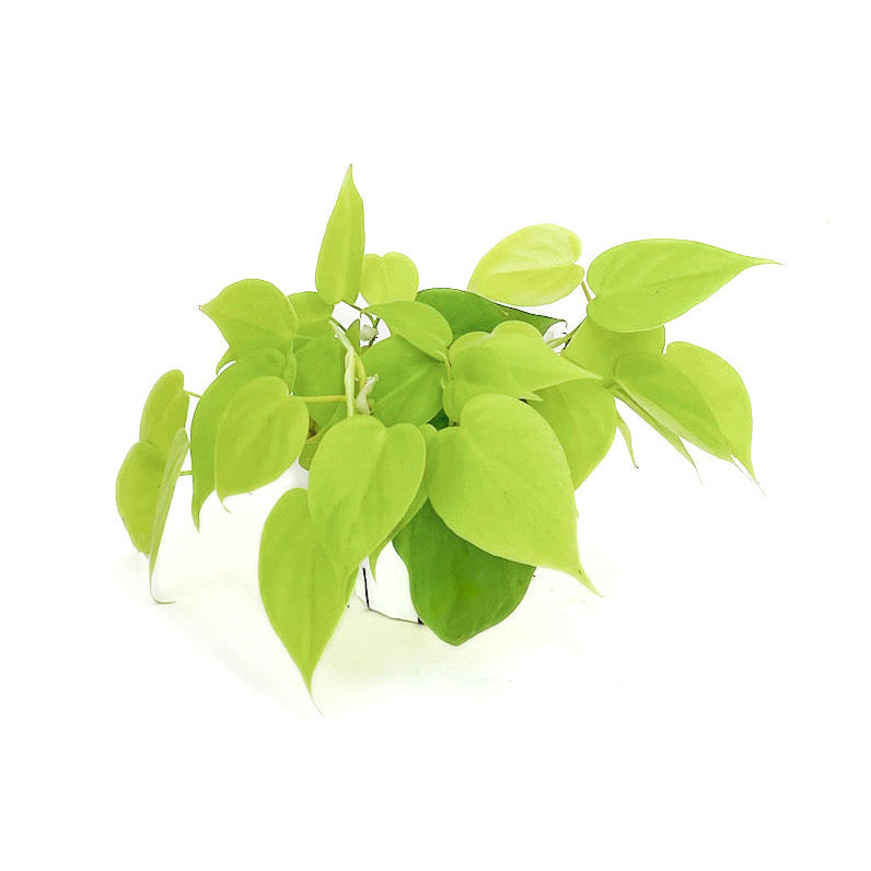 philodendron neon green Philodendron 'Neon' 4" Pot