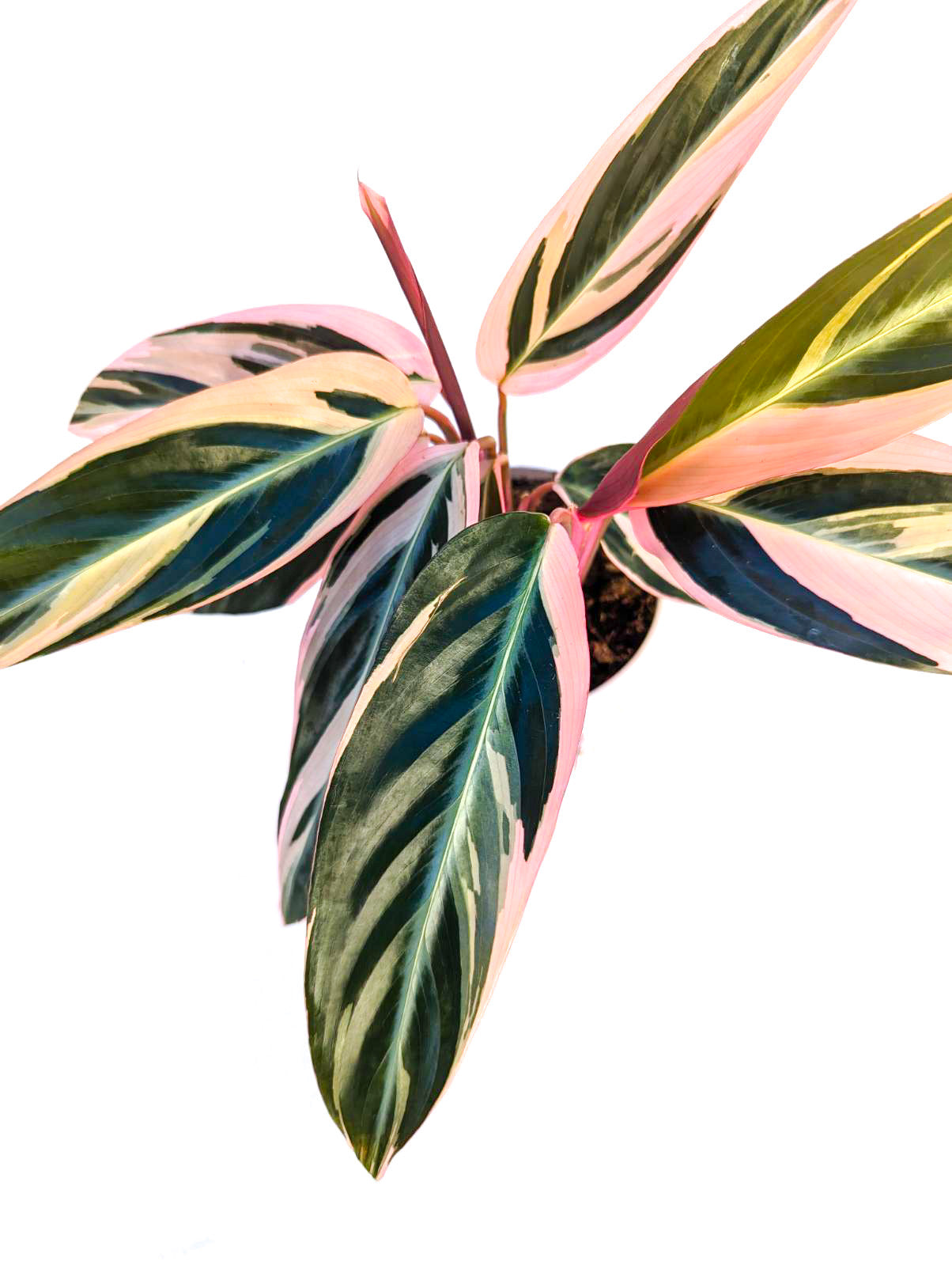 stromanthe triostar prayer plant Stromanthe 'Triostar' 4"