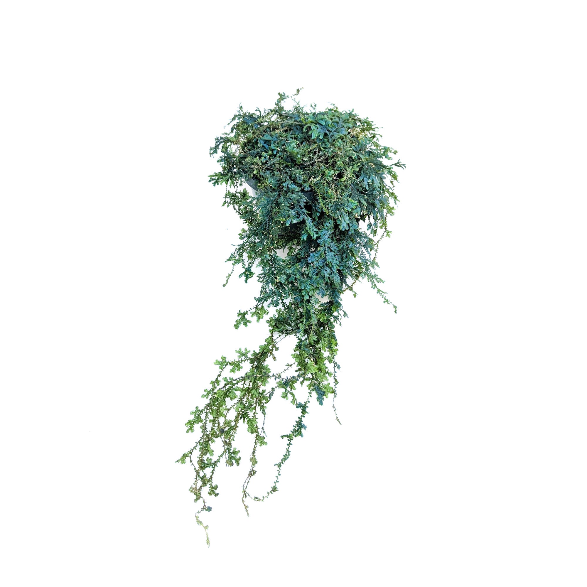 rainbow moss hanging plant Selaginella uncinata (Rainbow Moss)