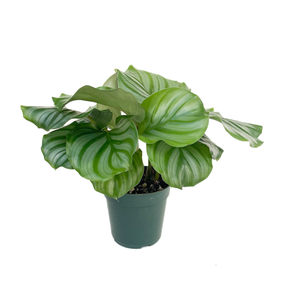 Goeppertia orbifolia (Calathea orbifolia)