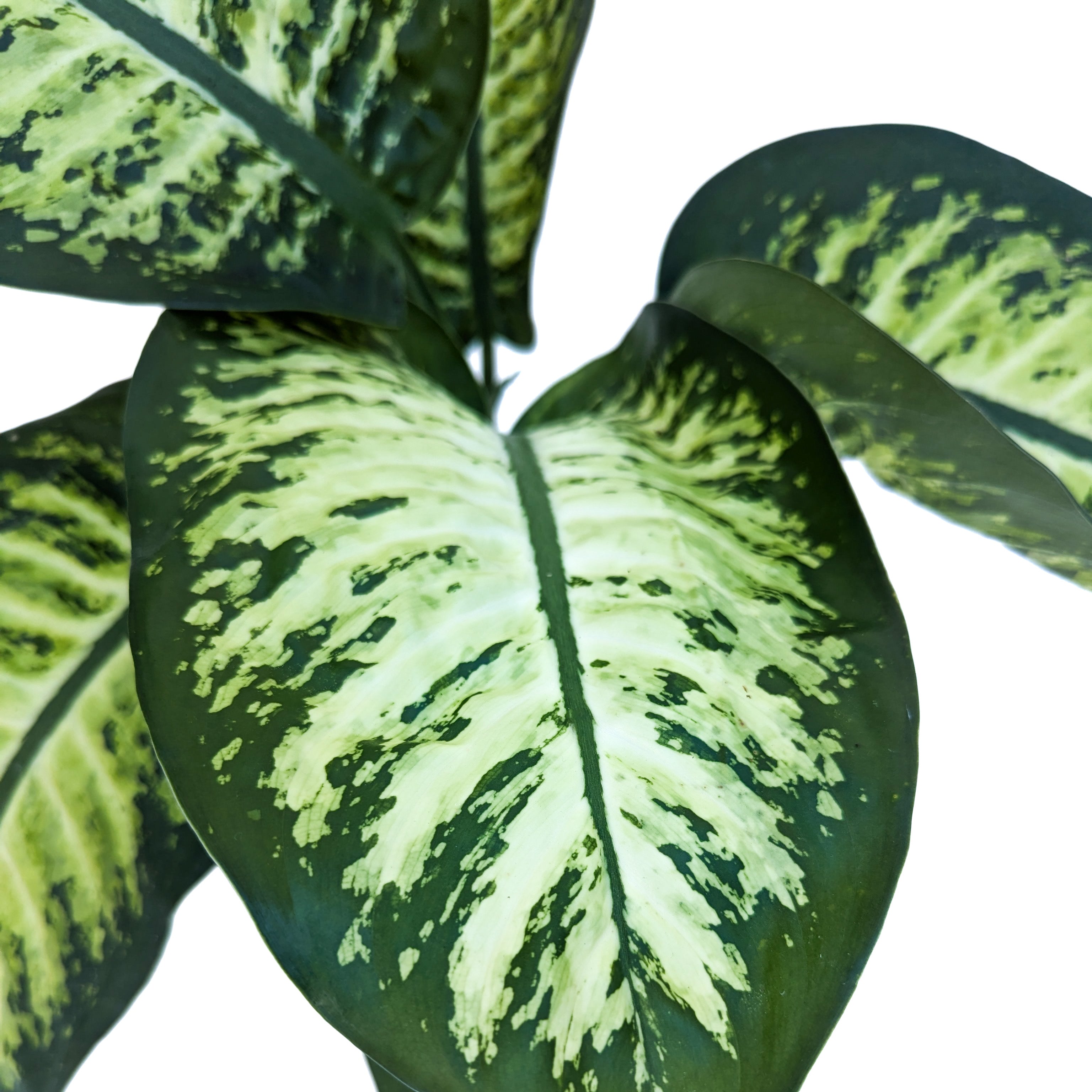 dieffenbachia imperialis Dieffenbachia 'Tropic Snow' – Diameter Plants
