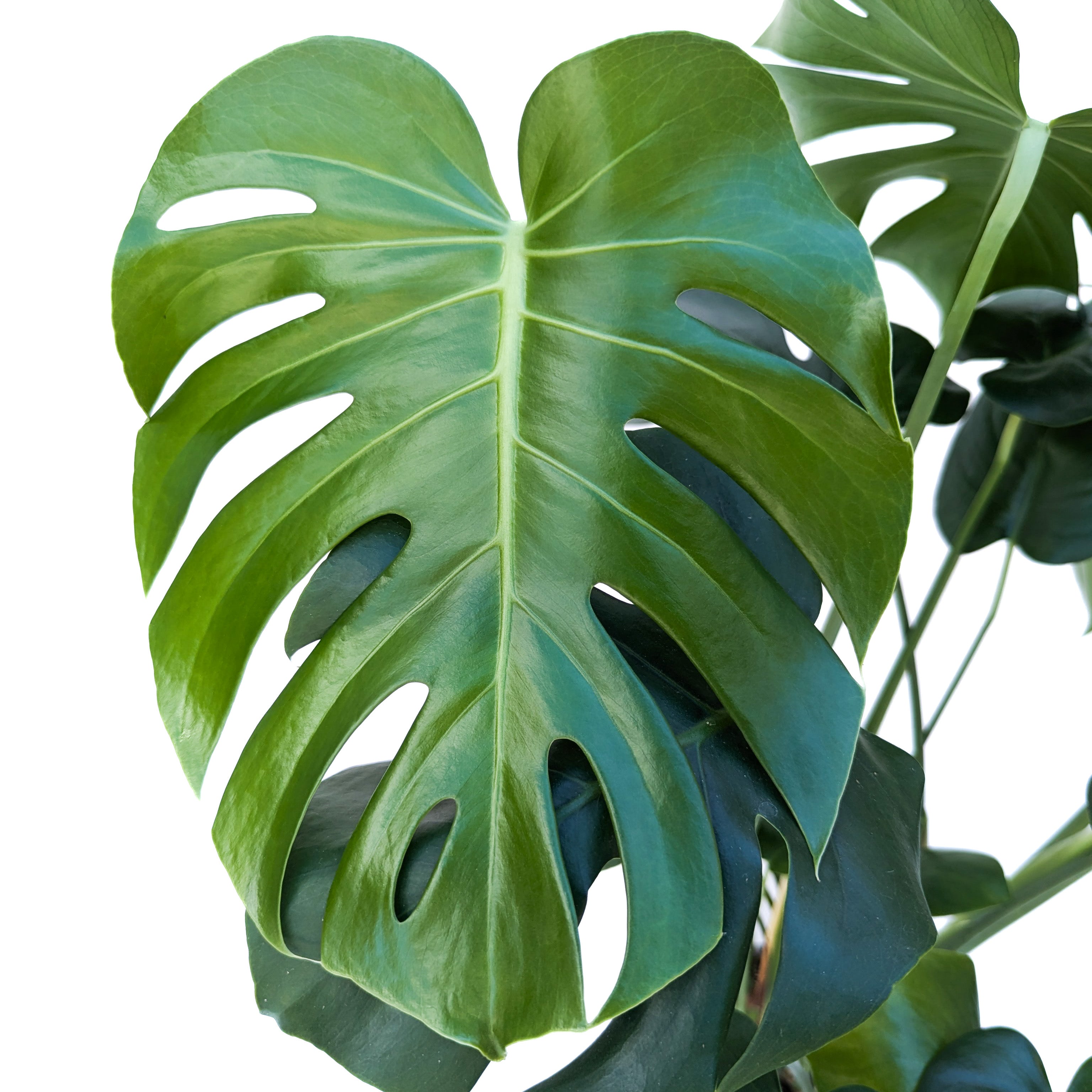 monstera plant in spanish Monstera deliciosa – Diameter Plants