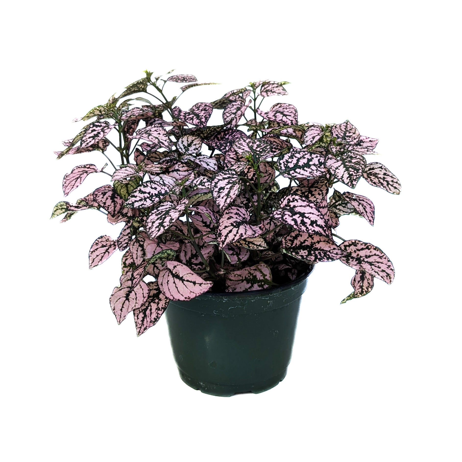 Hypoestes phyllostachya (2