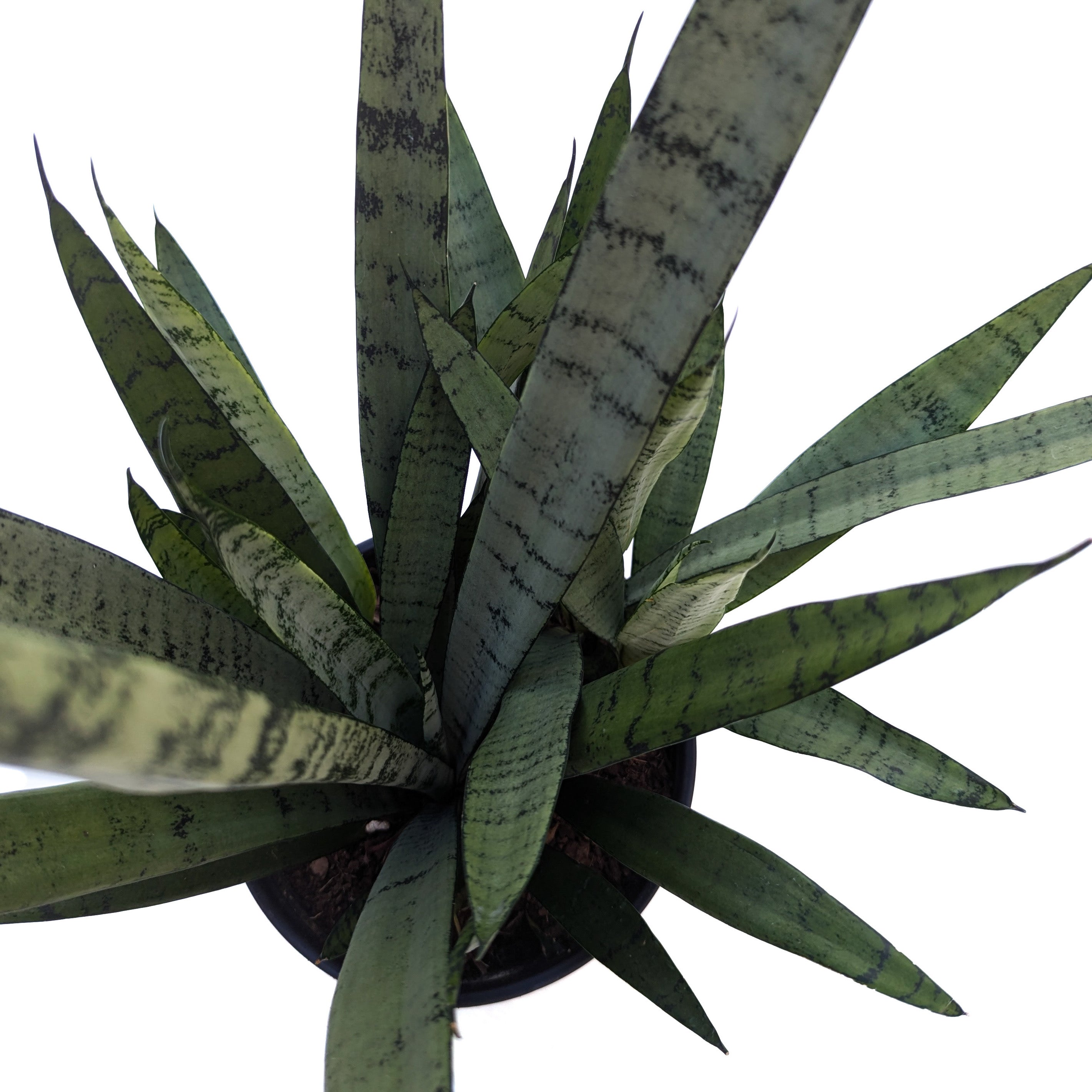 sansevieria hahnii silver streak Sansevieria 'Silver Streak' – Diameter Plants