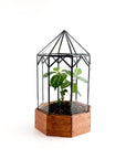 Gazebo Terrarium