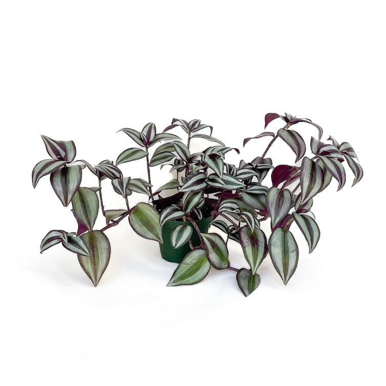 Tradescantia zebrina – Diameter Plants