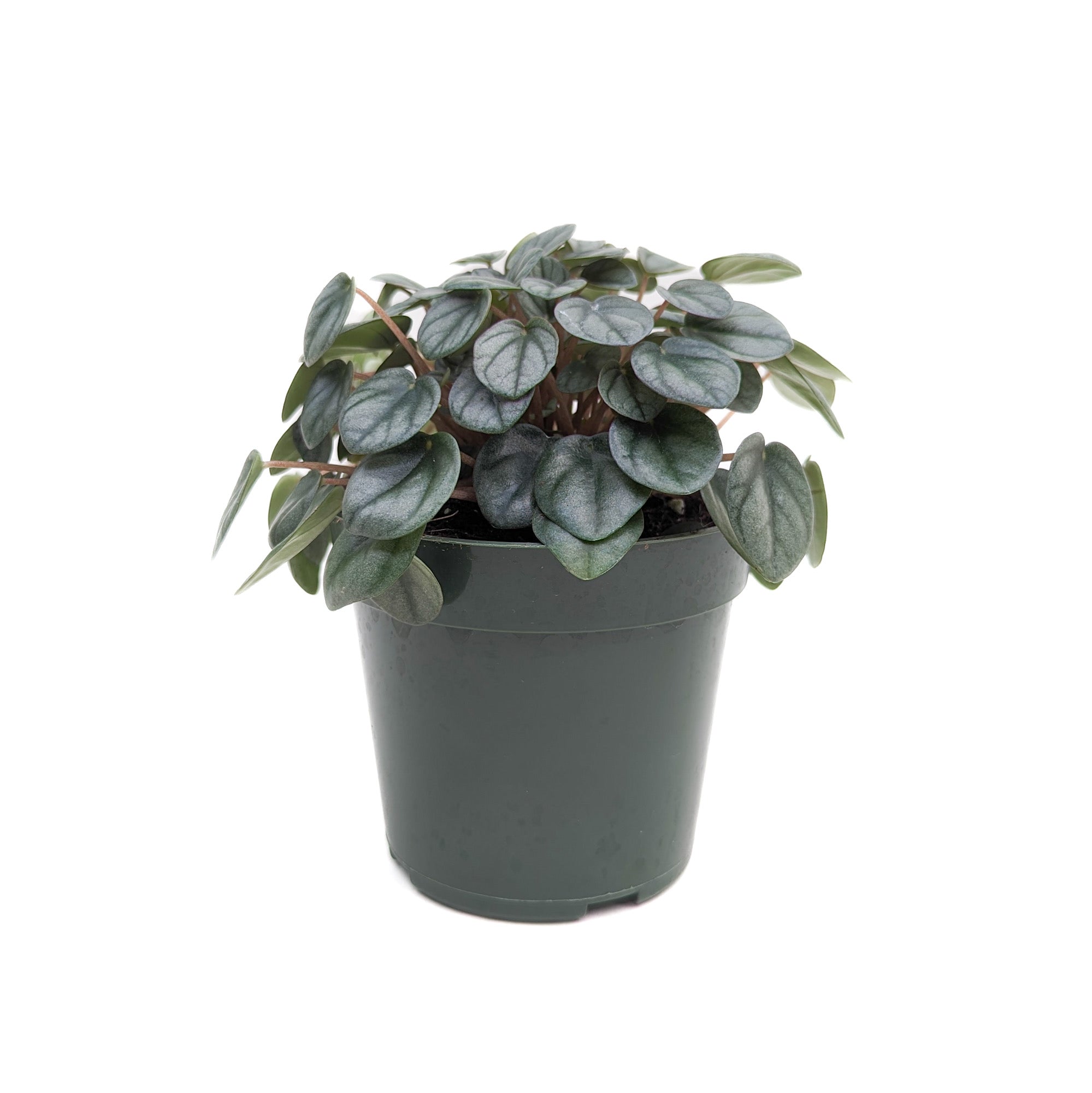 Peperomia 'Little Toscani'