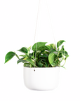 Hanging Planter