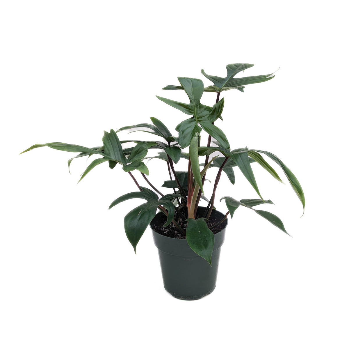philodendron florida green scientific name Philodendron 'Florida Green' – Diameter Plants