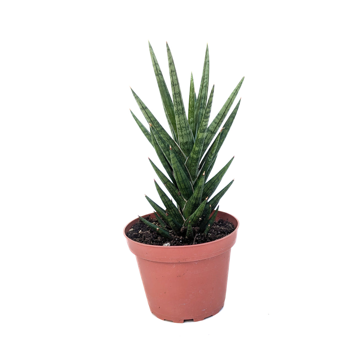 Sansevieria francisii – Diameter Plants