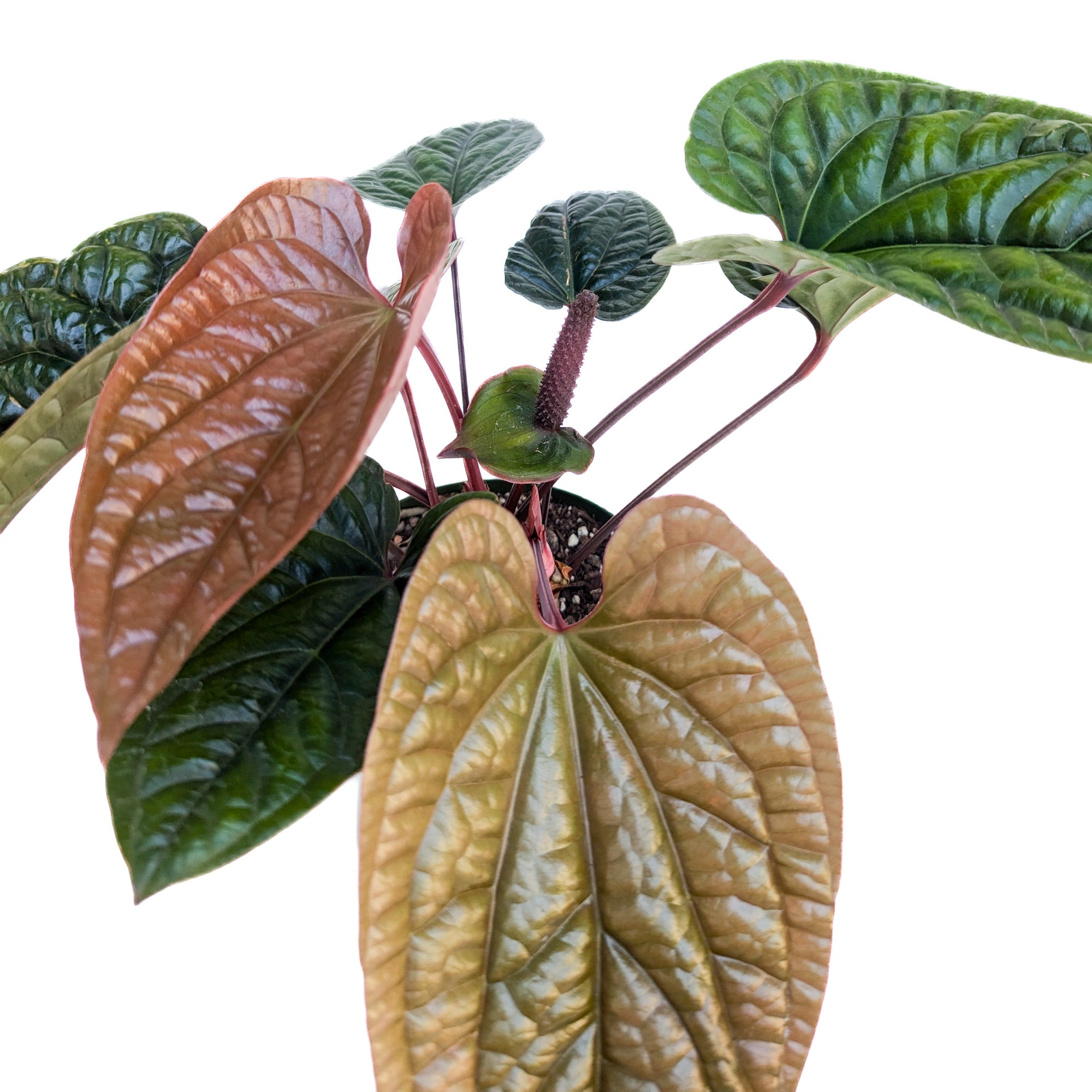 anthurium luxurians radicans Anthurium radicans x luxurians