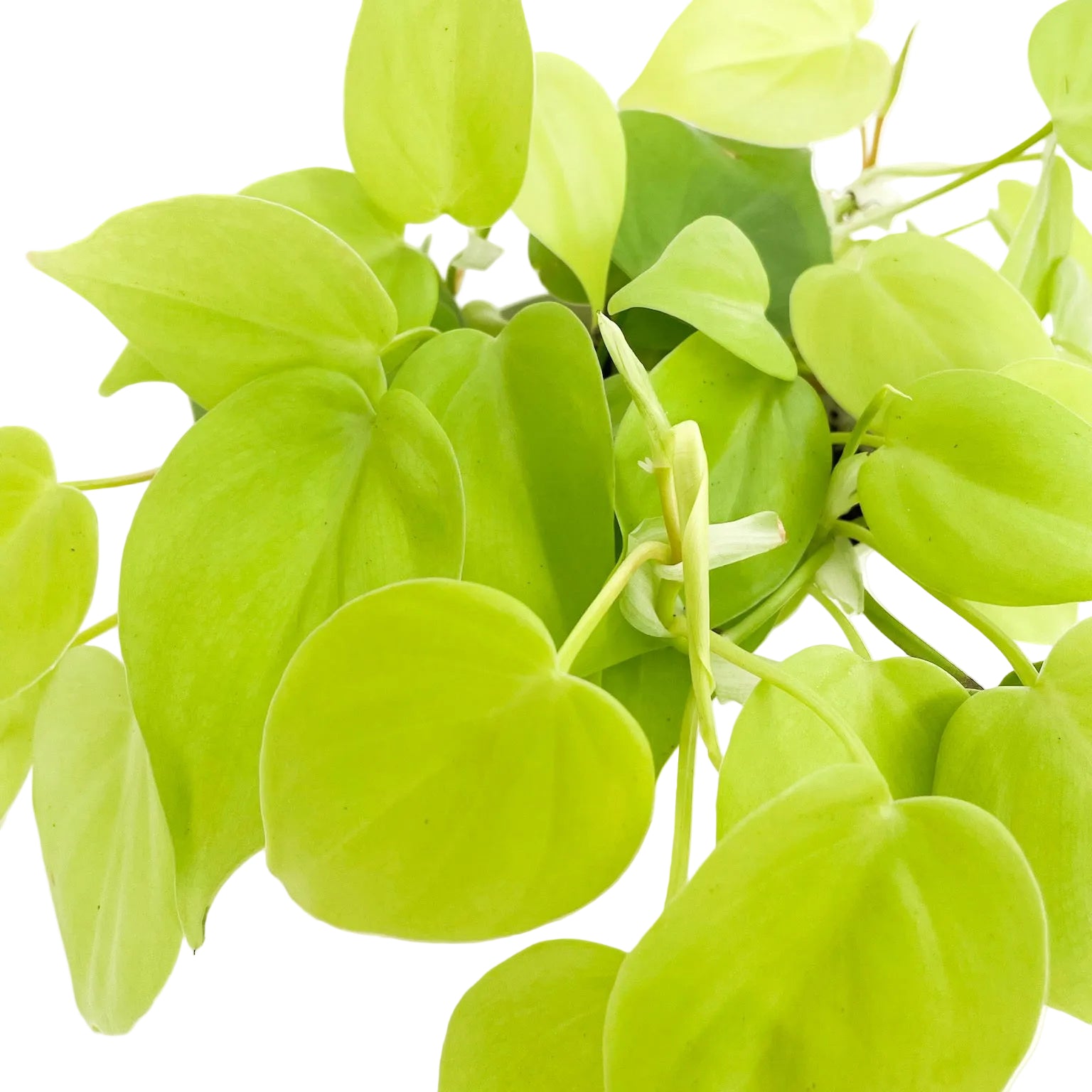 philodendron neon green Philodendron 'Neon' 4" Pot