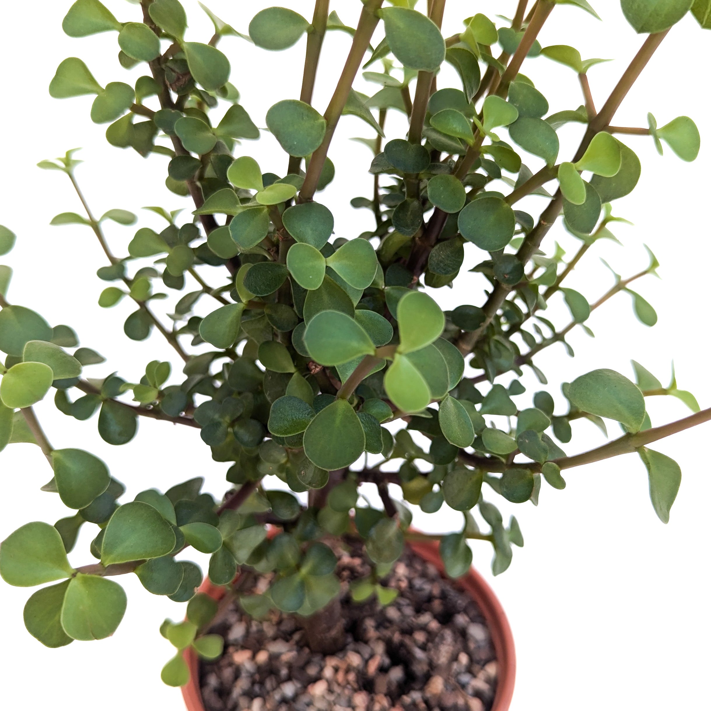 Portulacaria afra – Diameter Plants