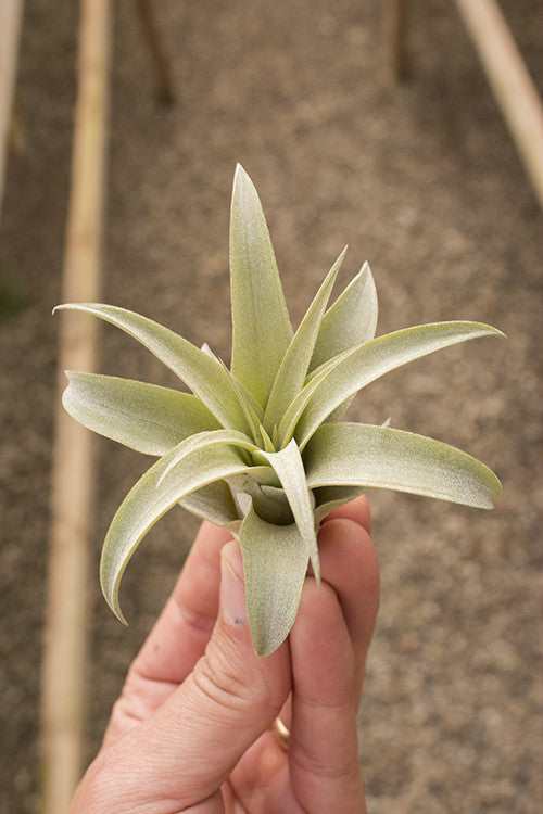 peach air plant Tillandsia capitata 'Peach' – Diameter Plants