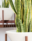 Apex Planter