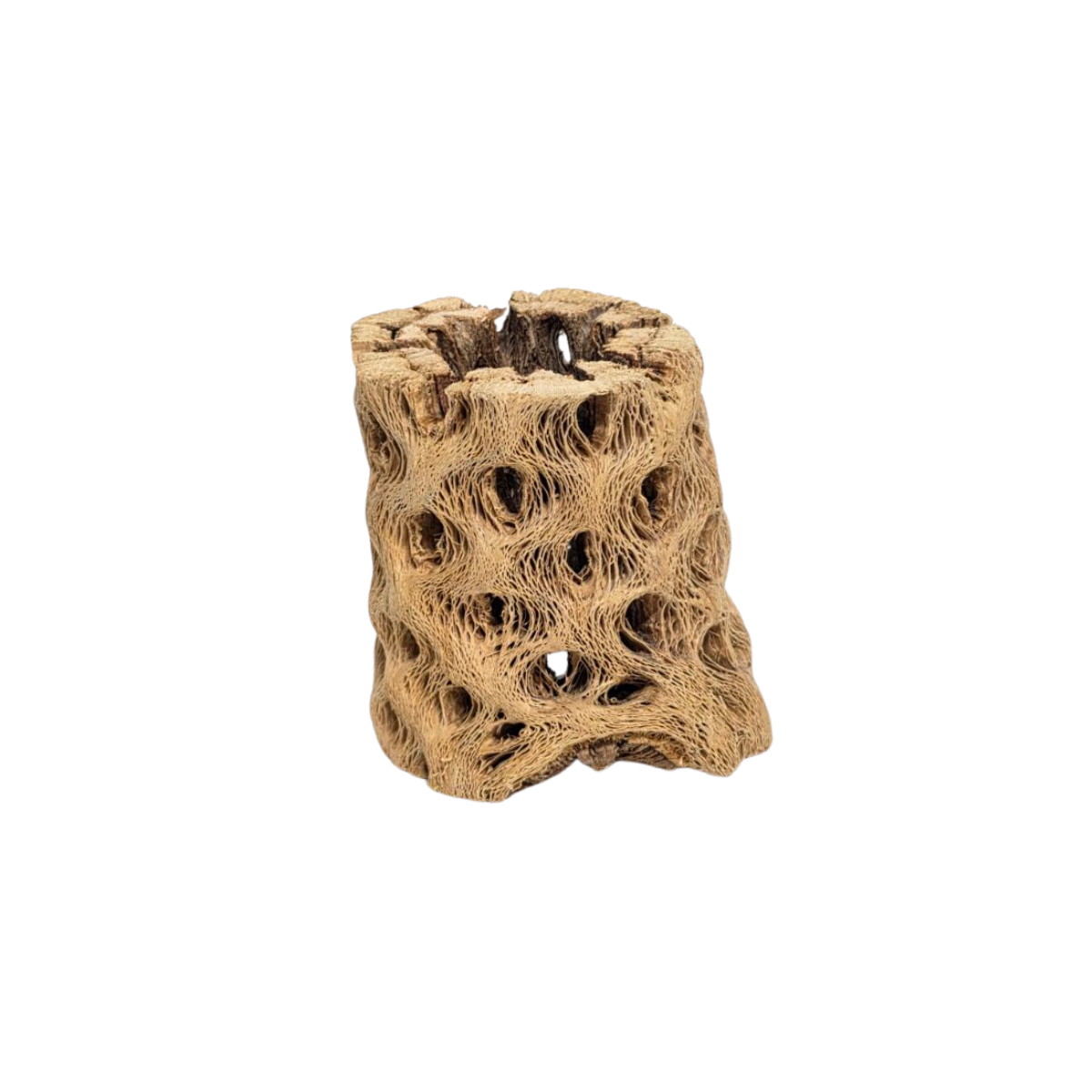 Cholla Wood – Diameter Plants