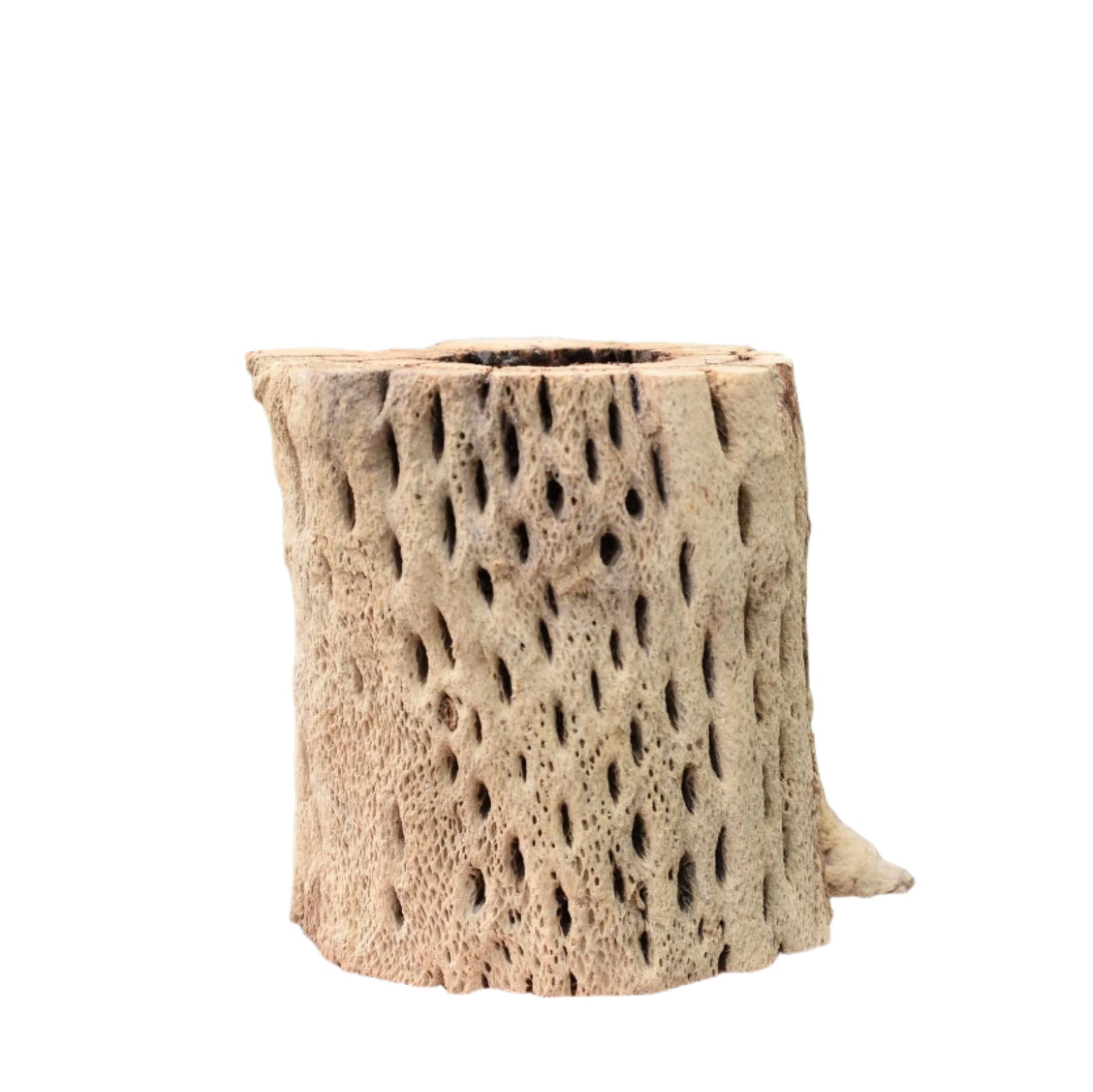 Cholla Wood – Diameter Plants