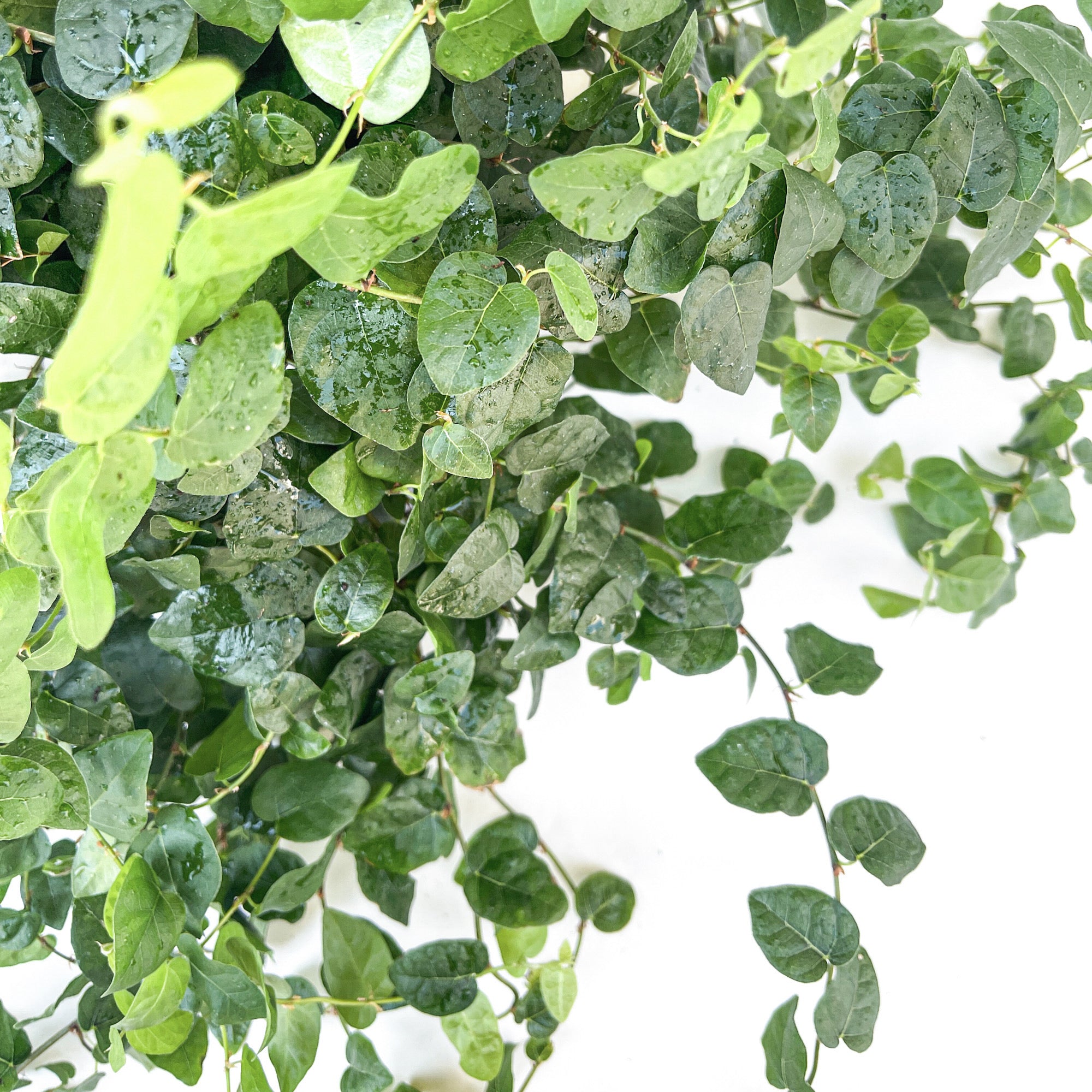 creeping fig hanging plant Ficus pumila (Creeping Fig) – Diameter Plants