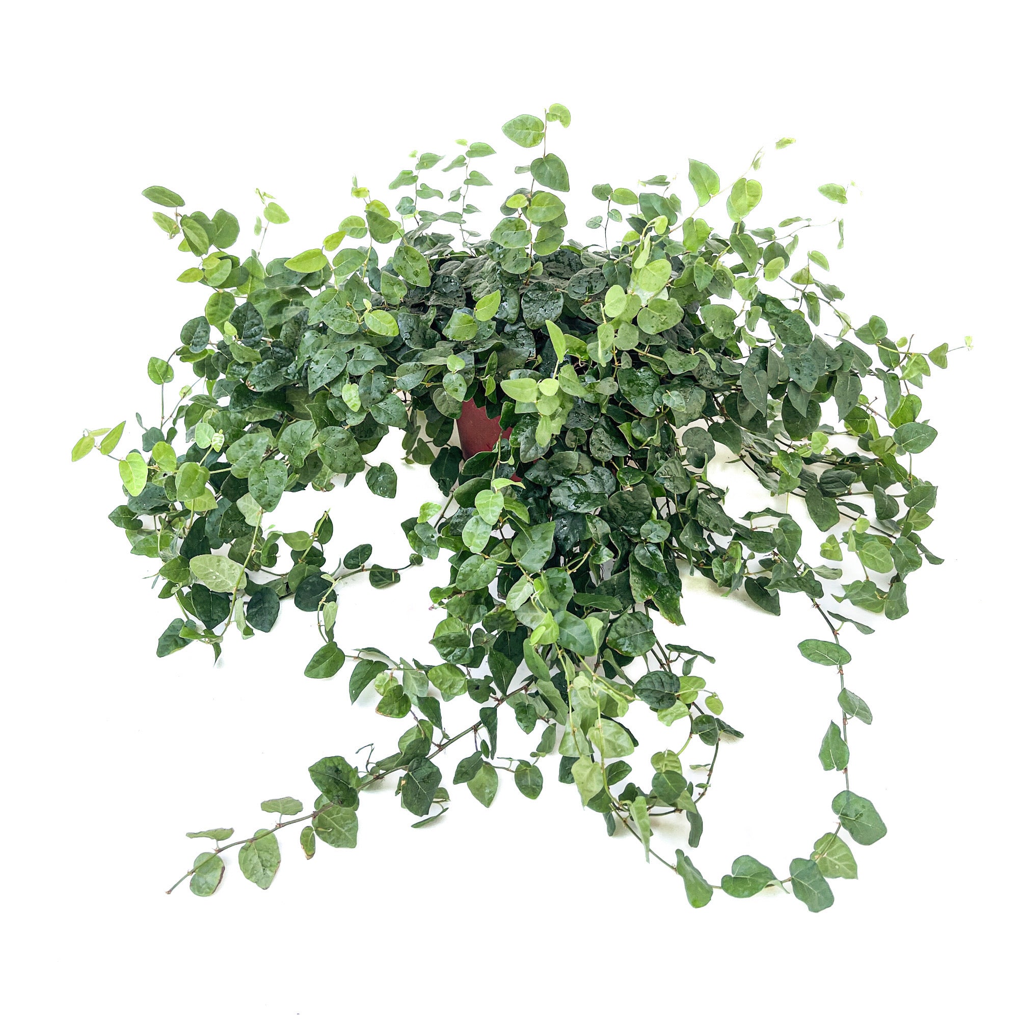 creeping fig hanging plant Ficus pumila (Creeping Fig) – Diameter Plants