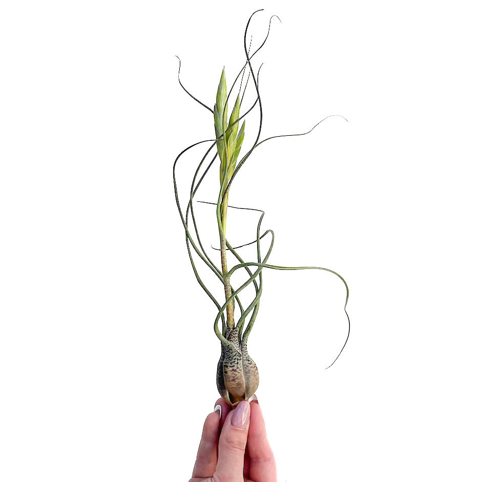 air plant butzii Tillandsia butzii 6"