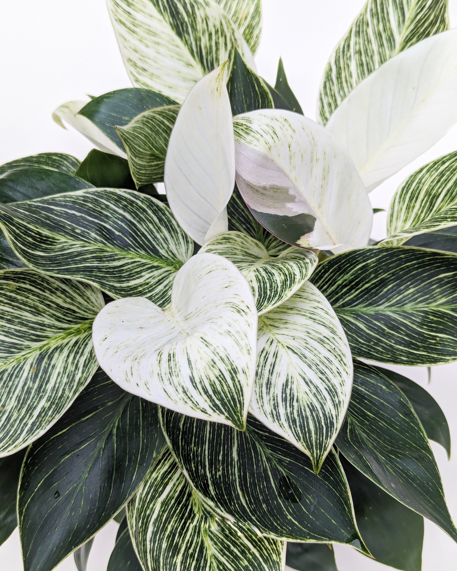 birkin philodendron cats 6 in. Philodendron Birkin Plant in Grower Container