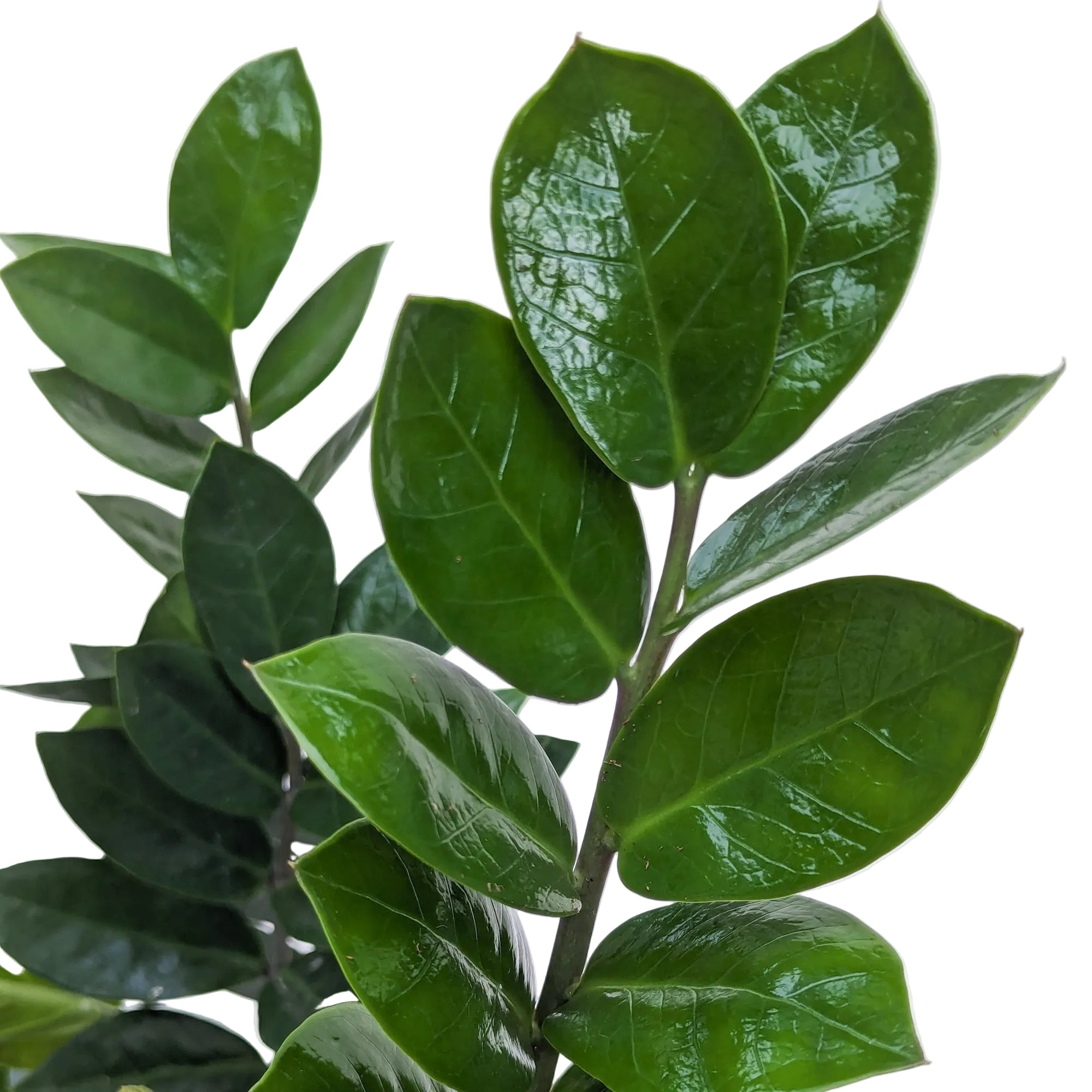zanzibar zz plant Zamioculcas zamiifolia (Zanzibar Gem / ZZ) – Diameter Plants