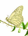 Plant Animals
