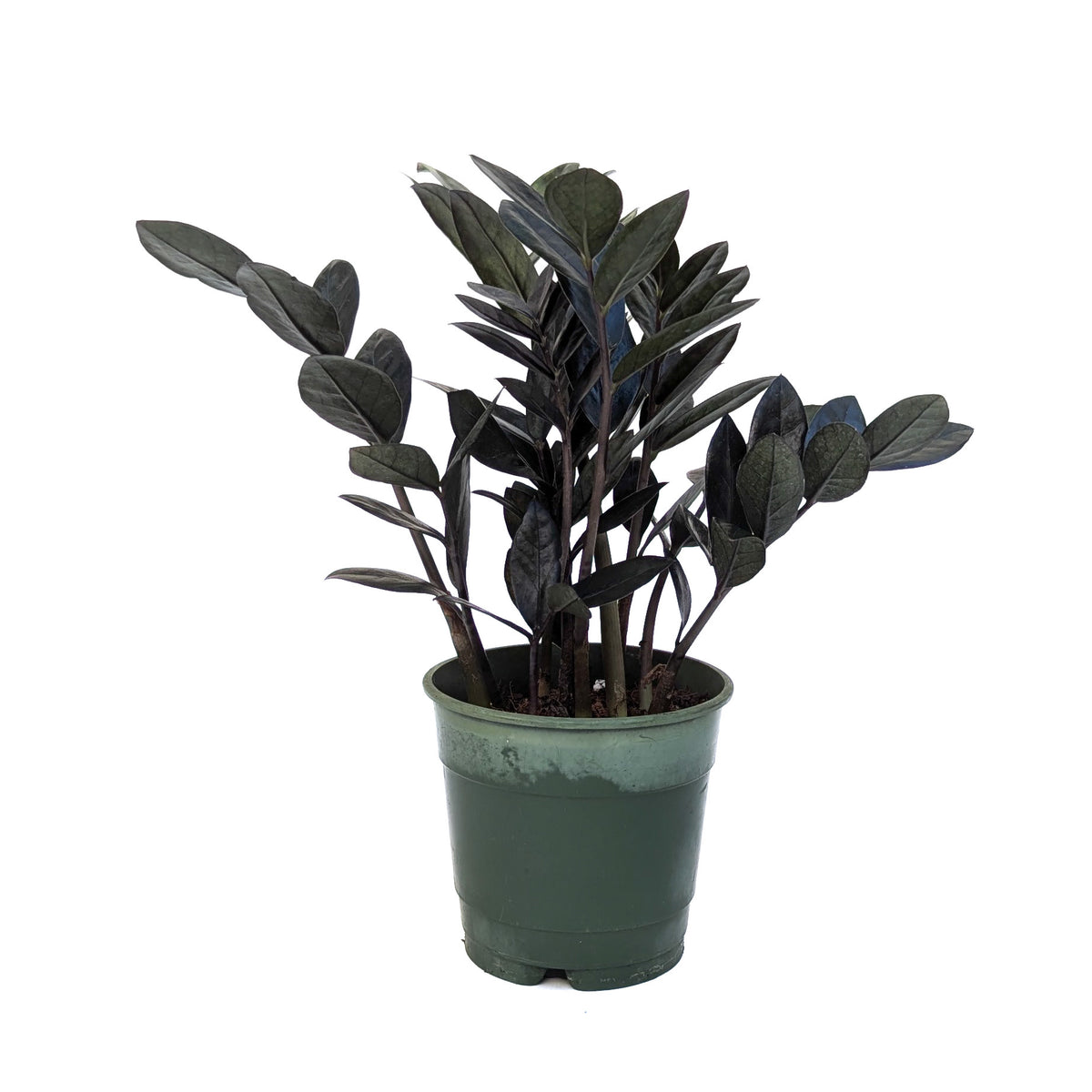 Zamioculcas zamiifolia 'Super Nova' – Diameter Plants