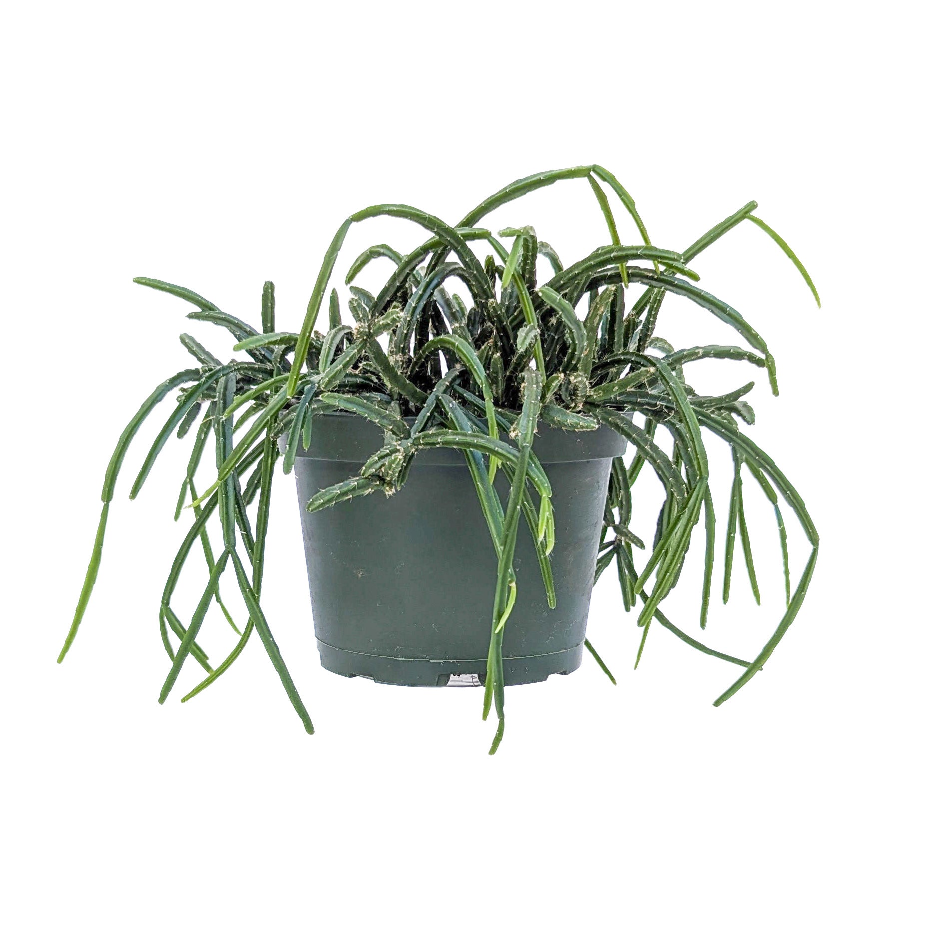 types of mistletoe cactus Rhipsalis ewaldiana (Mistletoe Cactus)