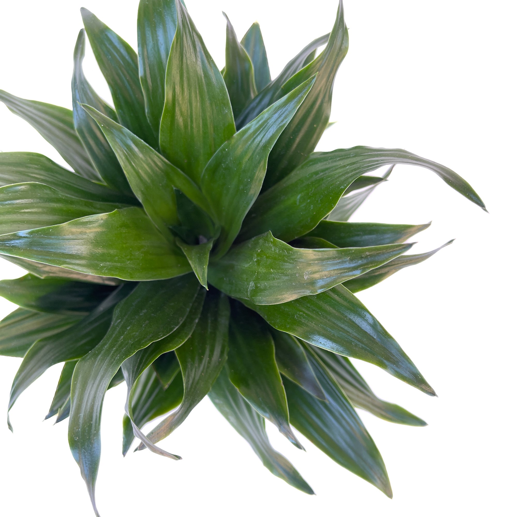 dracaena fragrans scientific name Dracaena fragrans 'Compacta' – Diameter Plants