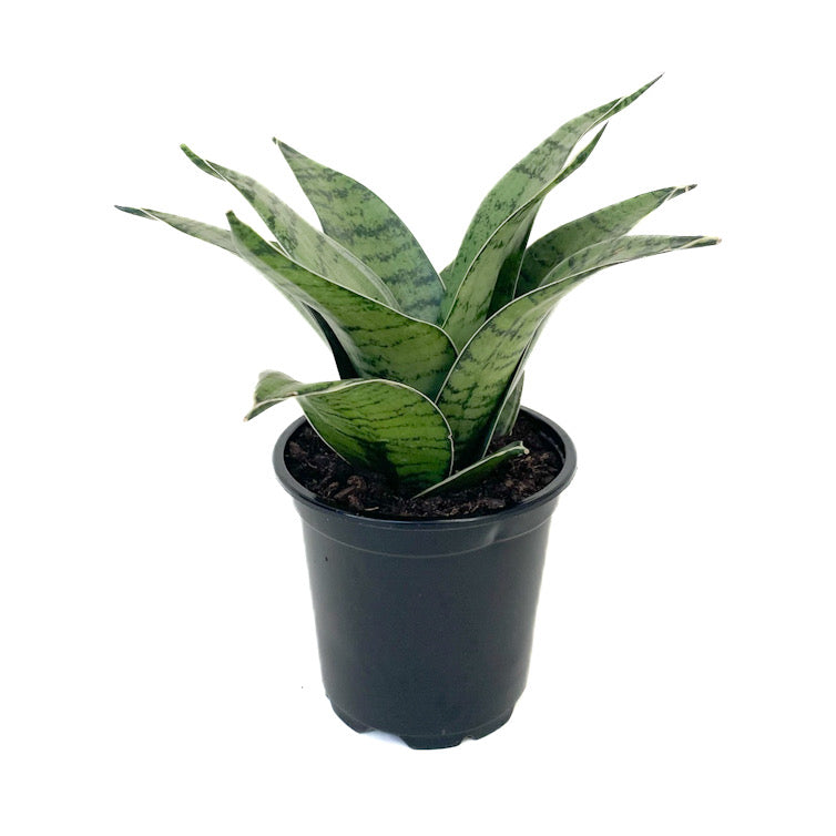 forest star snake plant Sansevieria hahnii 'Forest Star'