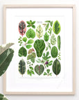 Ficus Species Print