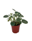 Peperomia incana (Felted Pepperface)