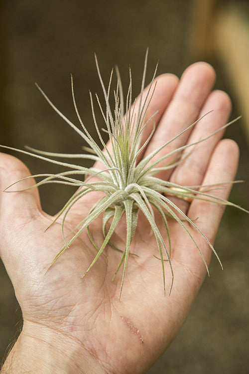 magnusiana air plant Tillandsia magnusiana – Diameter Plants