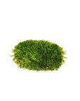 Mood Moss (Preserved)