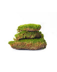 Mood Moss (Preserved)