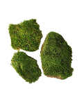Mood Moss (Preserved)
