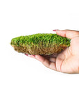 Mood Moss (Preserved)