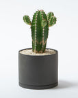 Porcelain Pot