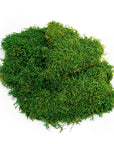 Sheet Moss (Preserved)