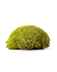 Topa Moss (Preserved)