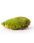 Topa Moss (Preserved)