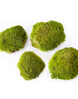 Topa Moss (Preserved)