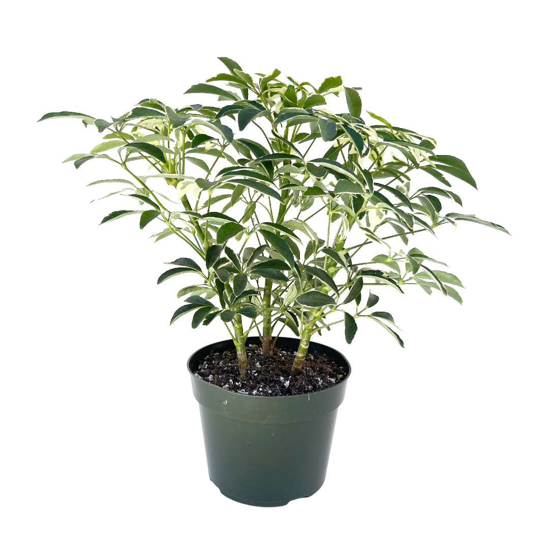 schefflera arboricola mini green Schefflera arboricola 'Mini Moondrop'