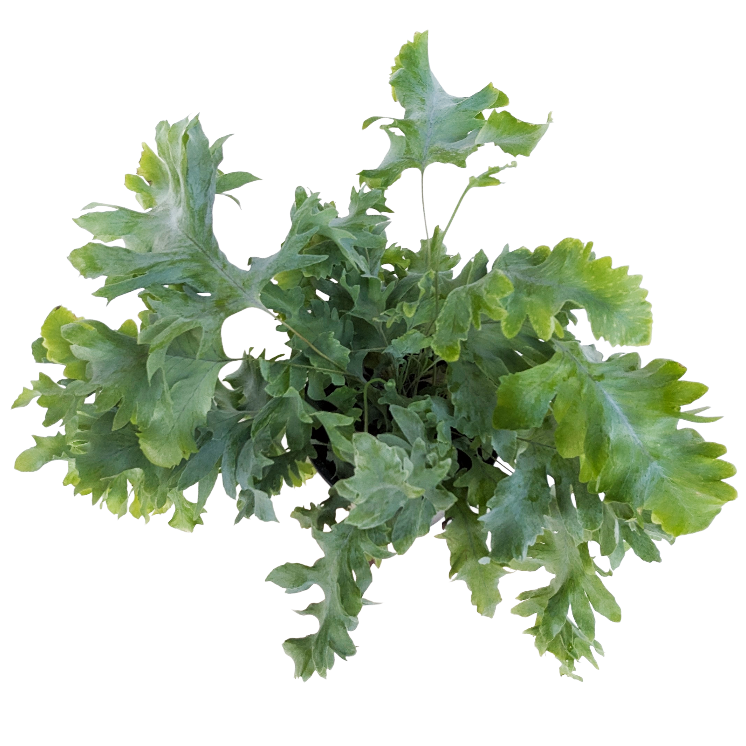 Phlebodium aureum 'Davana' – Diameter Plants